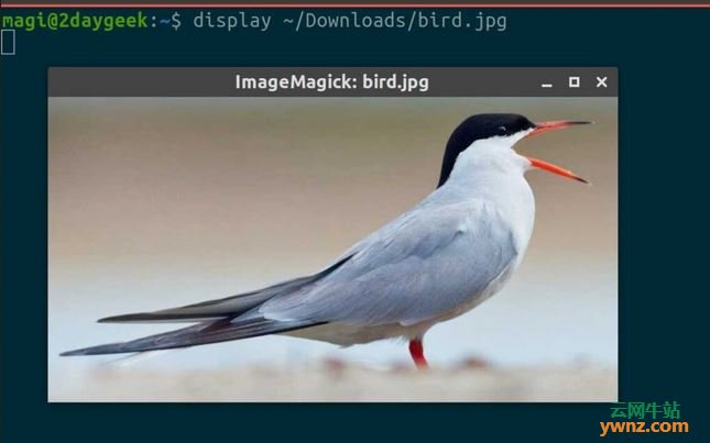 用ImageMagick工具的display命令和fim命令从命令行查看图像